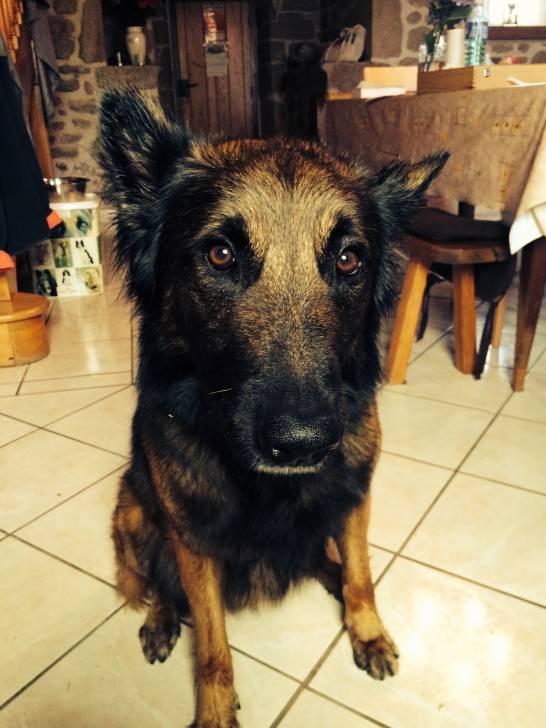 Azad - Berger Belge Malinois Mâle (4 ans)