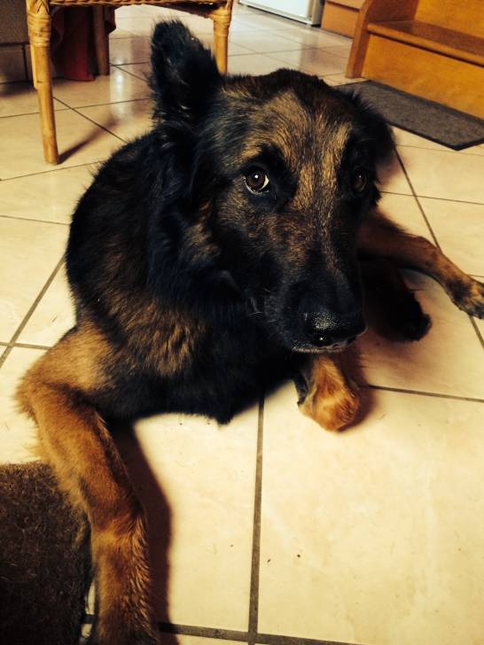Azad - Berger Belge Malinois Mâle (4 ans)