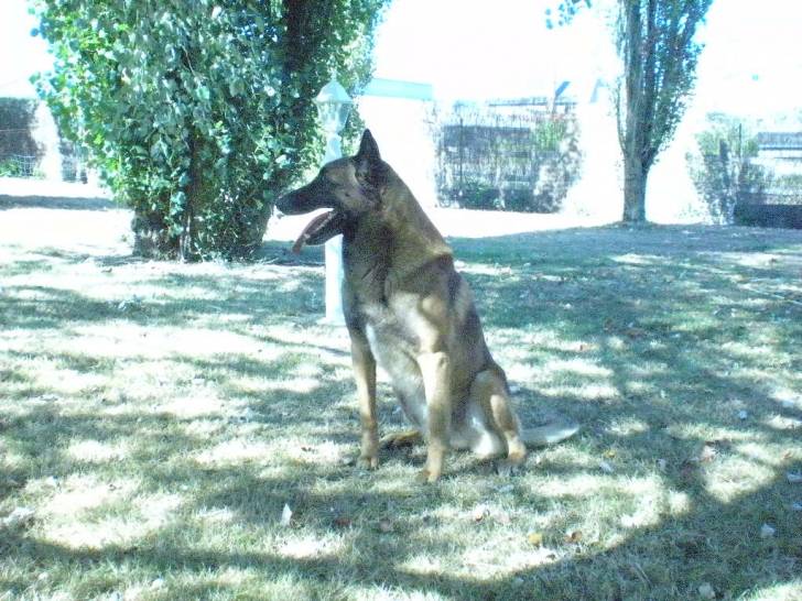 Aind'y - Berger Belge Malinois Mâle (4 ans)