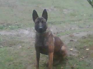 dan - Berger Belge Malinois Mâle (1 an)