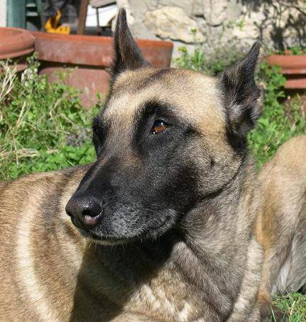 malinois, Séquoia - Berger Belge Malinois