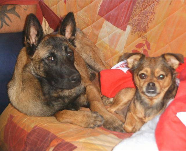 malinois vicky - Berger Belge Malinois