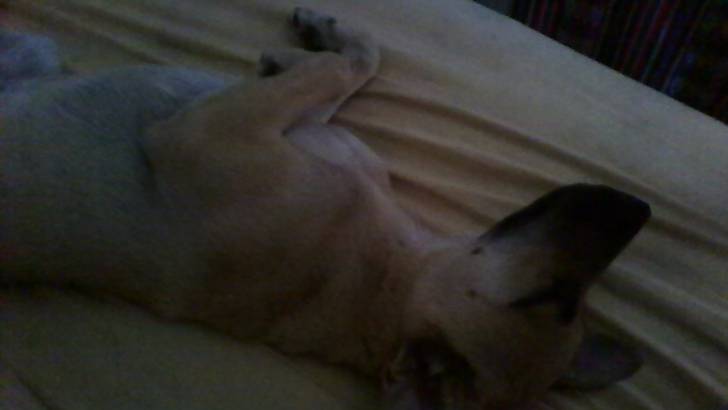 Ozzy - Berger Belge Malinois (10 mois)