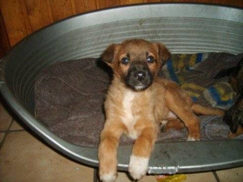 micki - Berger Belge Malinois (4 mois)