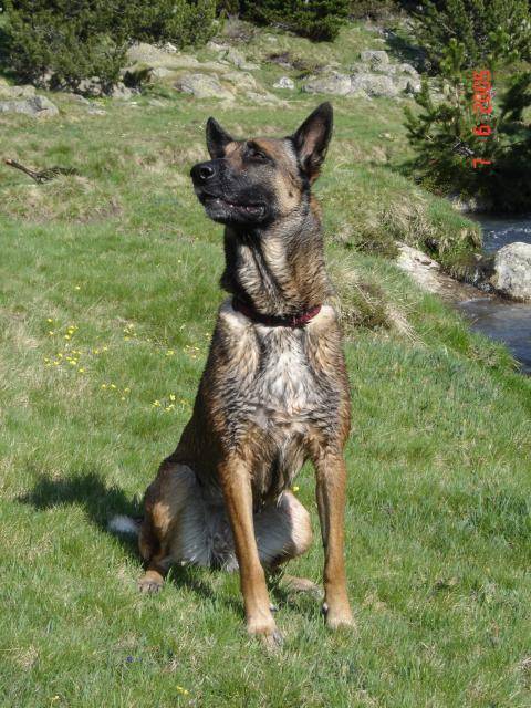 Syame - Berger Belge Malinois - Berger Belge Malinois