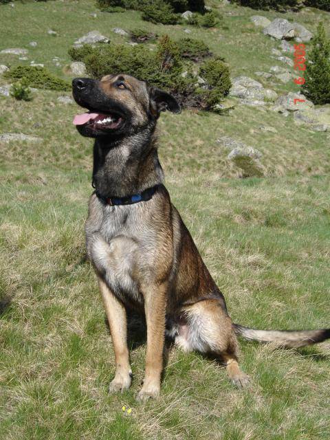 Virgin - Berger Belge Malinois - Berger Belge Malinois