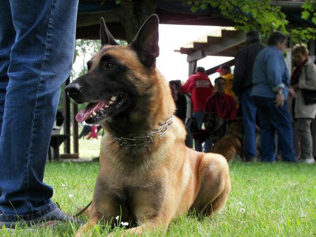 malinois tibald - Berger Belge Malinois