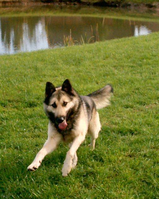Vincy xmalinois - Berger Belge Malinois