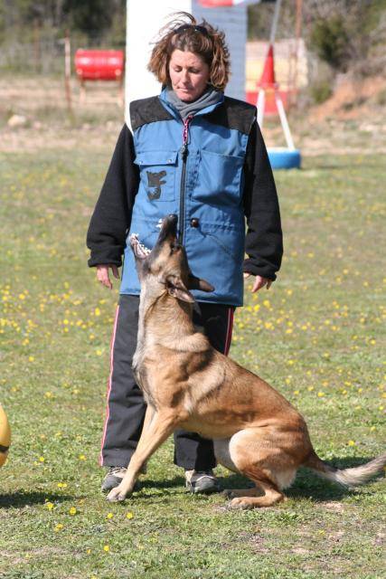 Auxid - Berger Belge Malinois - Berger Belge Malinois