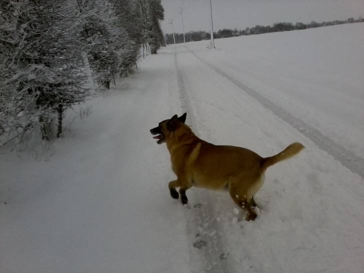 Uky du Manoir d'Eiko - Berger Belge Malinois Mâle (7 ans)