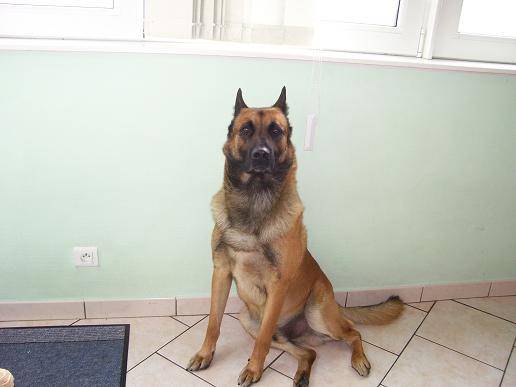 berger belge malinois - Berger Belge Malinois