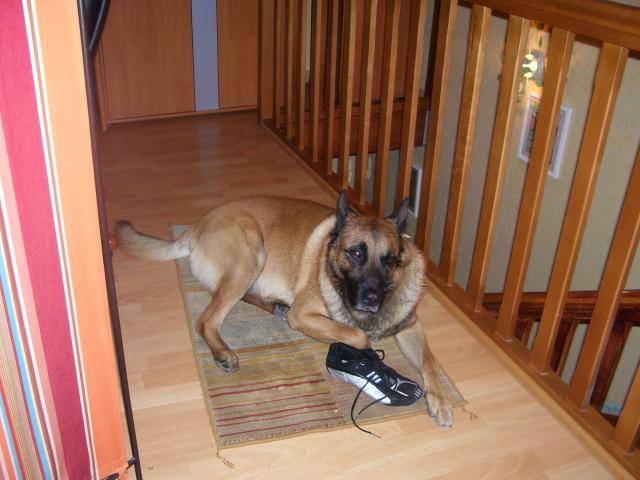 malinois filou - Berger Belge Malinois