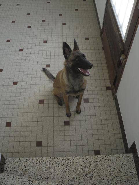 Daily-Berger Belge Malinois - Berger Belge Malinois