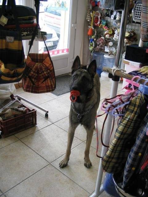 Ultim malinois de 7 ans - Berger Belge Malinois (7 ans)