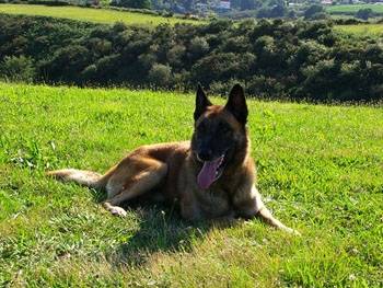 Snoopy le malous de mon coeur - Berger Belge Malinois Mâle (7 ans)