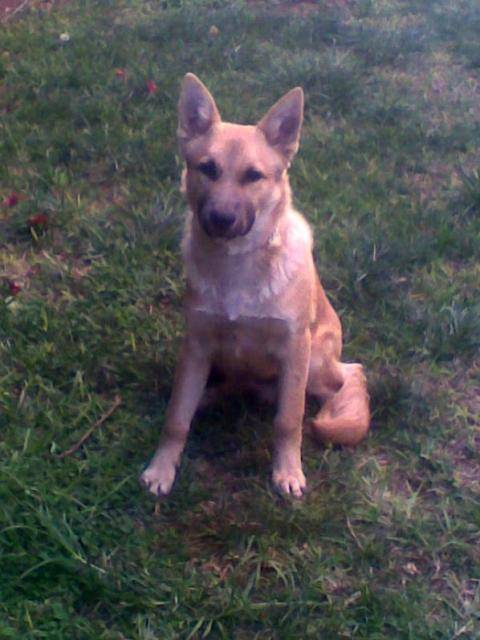 berger belge malinois (wolf) - Berger Belge Malinois