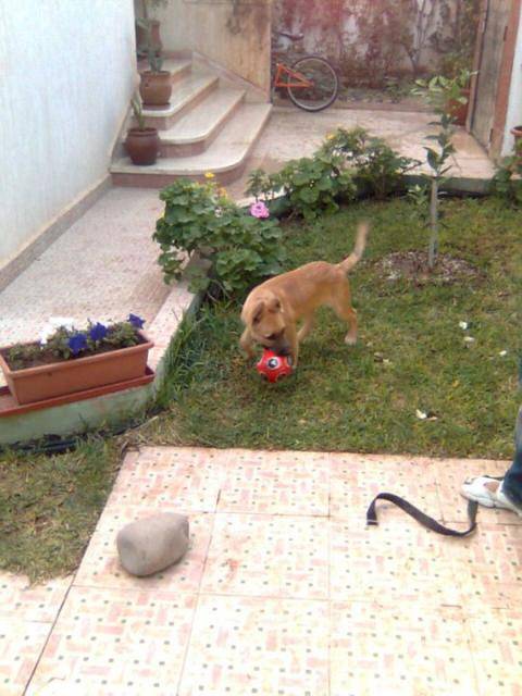 berger belge malinois (wolf) - Berger Belge Malinois