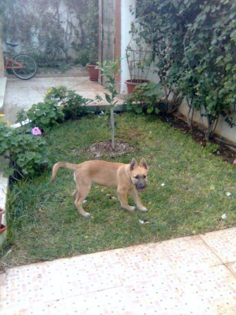 berger belge malinois (wolf) - Berger Belge Malinois