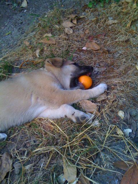 berger alemand malinois - Berger Belge Malinois