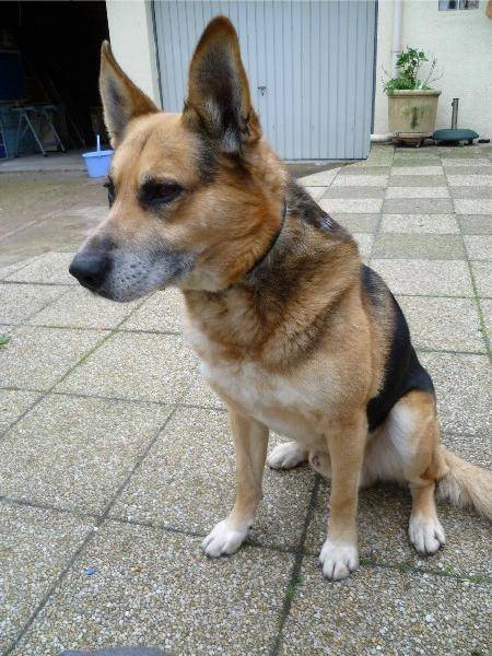 Louloup Berger Malinois - Berger Belge Malinois