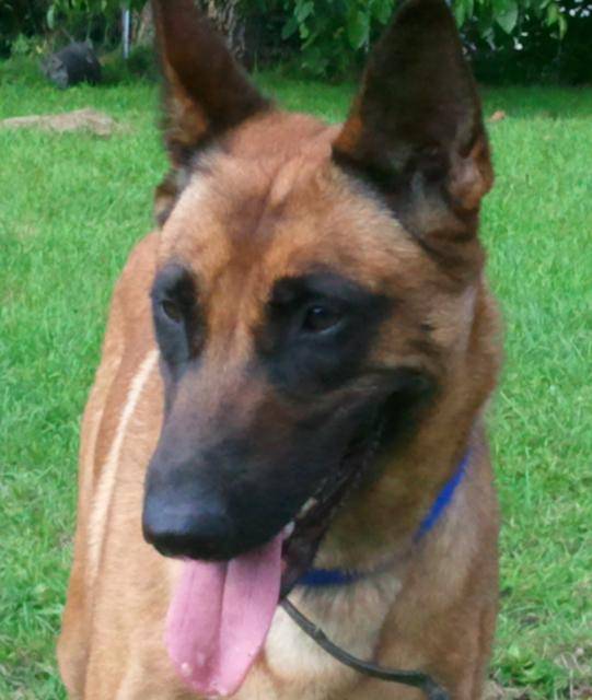 ERA MALINOIS - Berger Belge Malinois