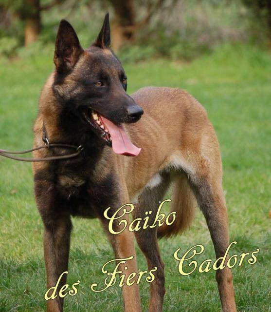 Berger Belge Malinois Caïko des Fiers Cadors - Berger Belge Malinois