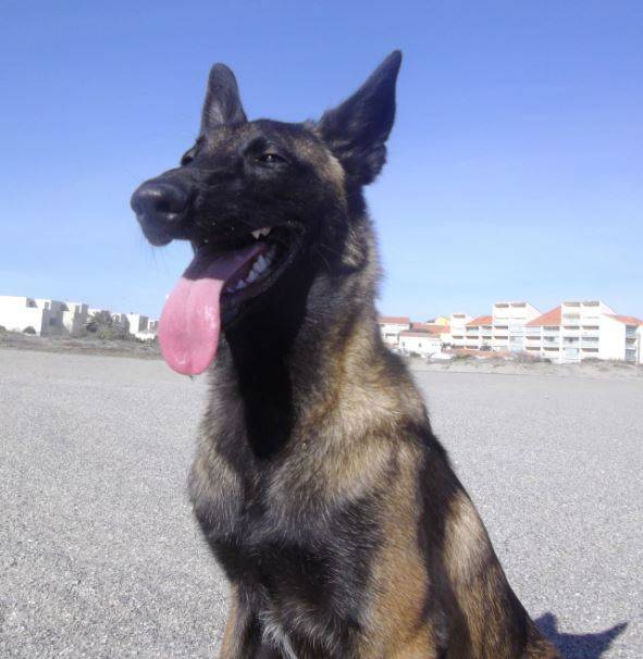 Lex - Berger Belge Malinois (10 mois)