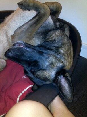 ganesh - Berger Belge Malinois Mâle (3 ans)