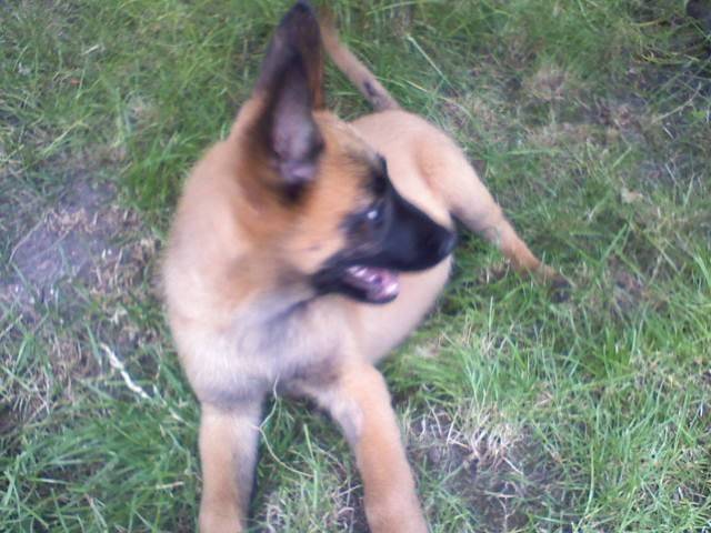 elite - Berger Belge Malinois Mâle (3 mois)