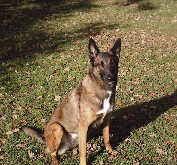 Vénus femelle malinois de 4 ans - Berger Belge Malinois (4 ans)