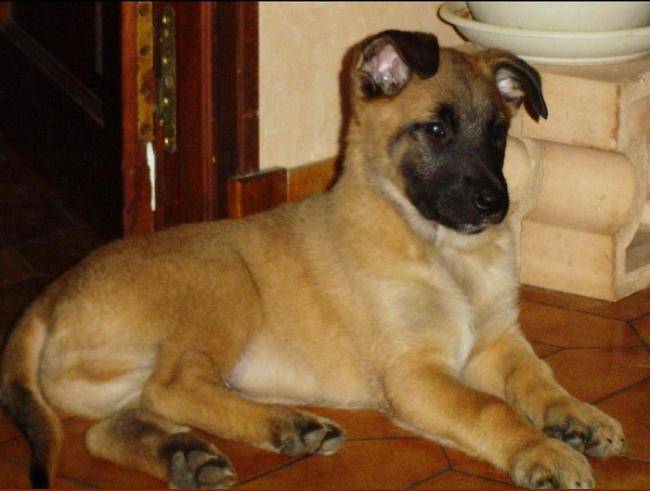 Bébé - Brembo le rouquin - Berger Belge Malinois