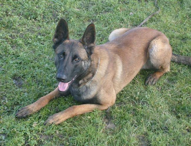 Hdiouk Berger Malinois de 1 an - Berger Belge Malinois