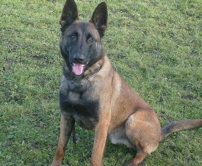 Hdiouk Berger Malinois - Berger Belge Malinois