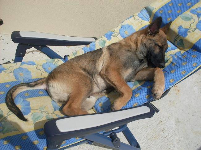 Flyer jeune Berger Malinois - Berger Belge Malinois