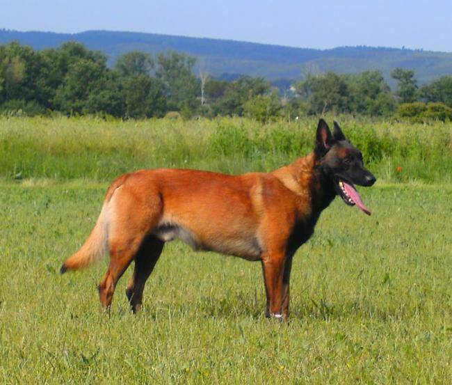 Carat, Berger Malinois - Berger Belge Malinois