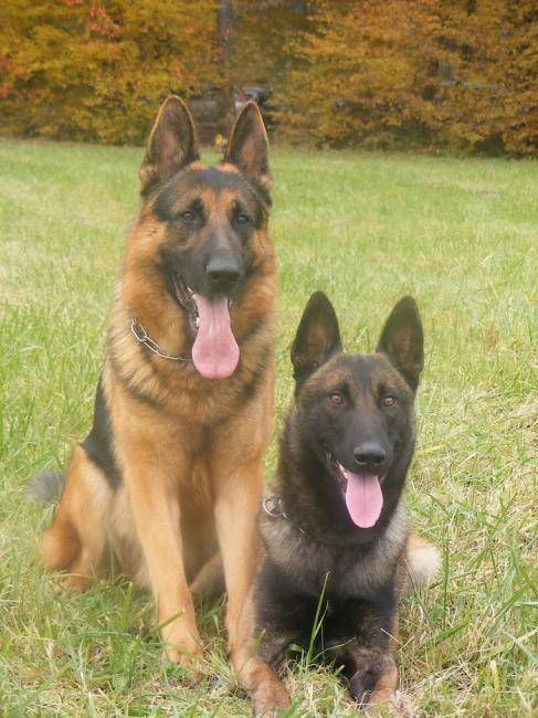 Exo berger malinois et Vax Berger Allemand - Berger Belge Malinois