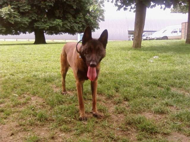 darko - Berger Belge Malinois Mâle (1 mois)