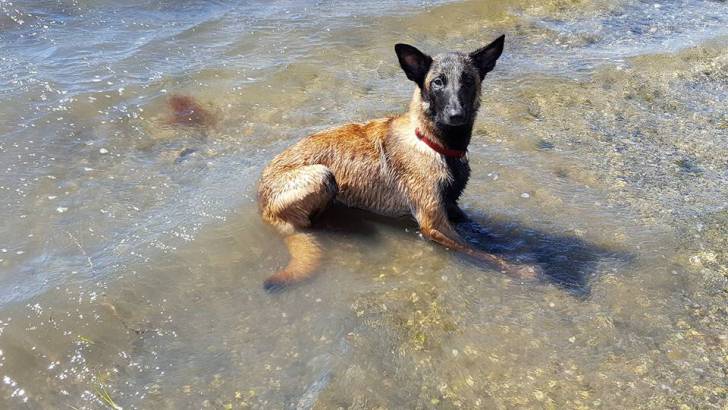 lexi - Berger Belge Malinois (1 an)