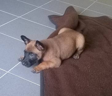 Capper - Berger Belge Malinois Mâle