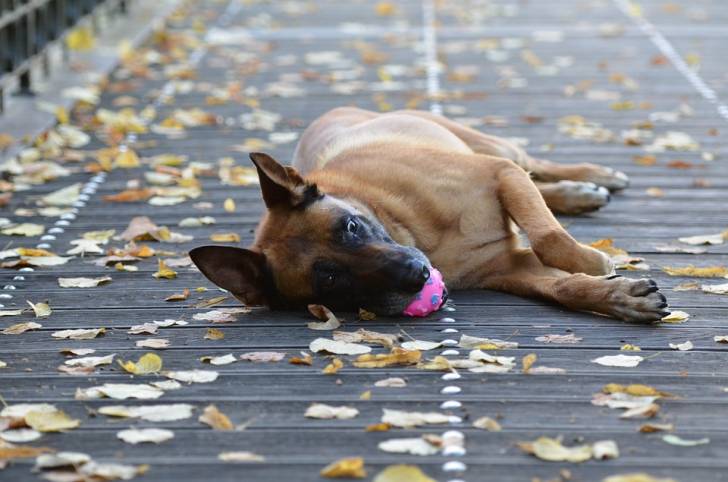 Berger belge malinois - Berger Belge Malinois