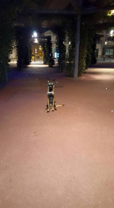 lexi - Berger Belge Malinois (1 an)