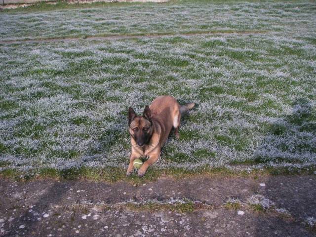 samy - Berger Belge Malinois (9 mois)