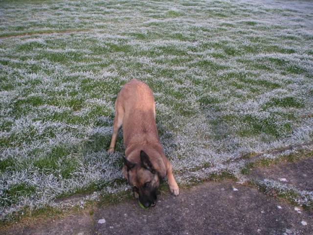 samy - Berger Belge Malinois (9 mois)