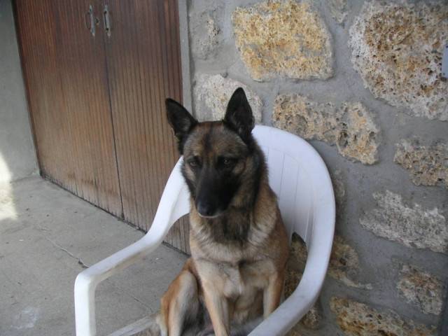 samy - Berger Belge Malinois (9 mois)