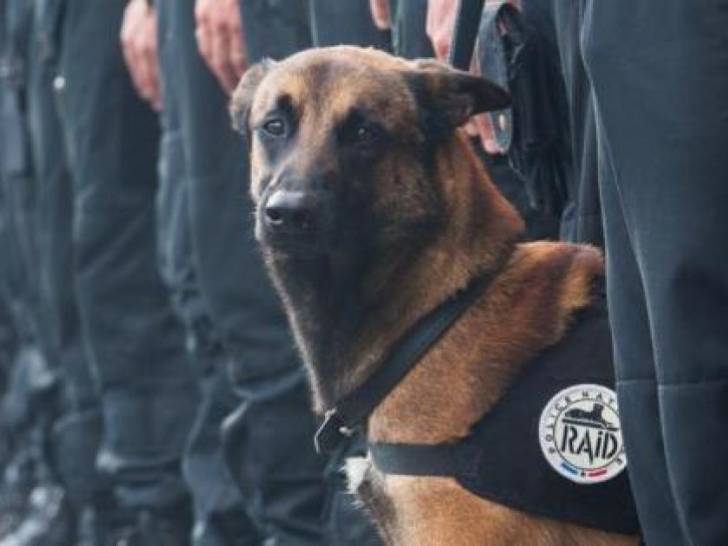 Diesel, chien héros des attentats de Paris
