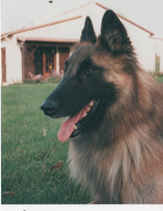 Jarmo - Berger Belge Malinois Mâle (15 ans)