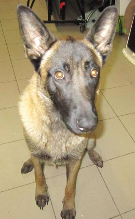 thao - Berger Belge Malinois Mâle (10 mois)