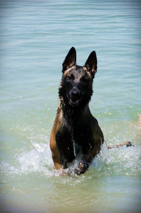 Fareinight - Berger Belge Malinois Mâle (1 an)