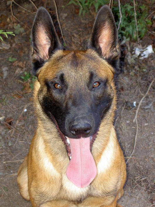 Dyson - Berger Belge Malinois Mâle (4 ans)