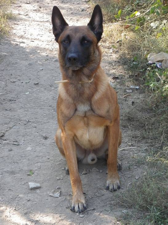 Dyson - Berger Belge Malinois Mâle (4 ans)